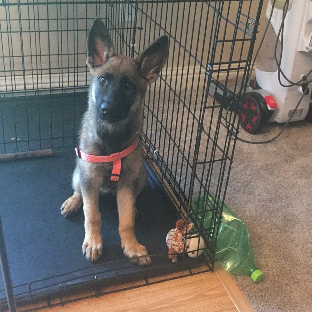 Meet your Posher, Ava